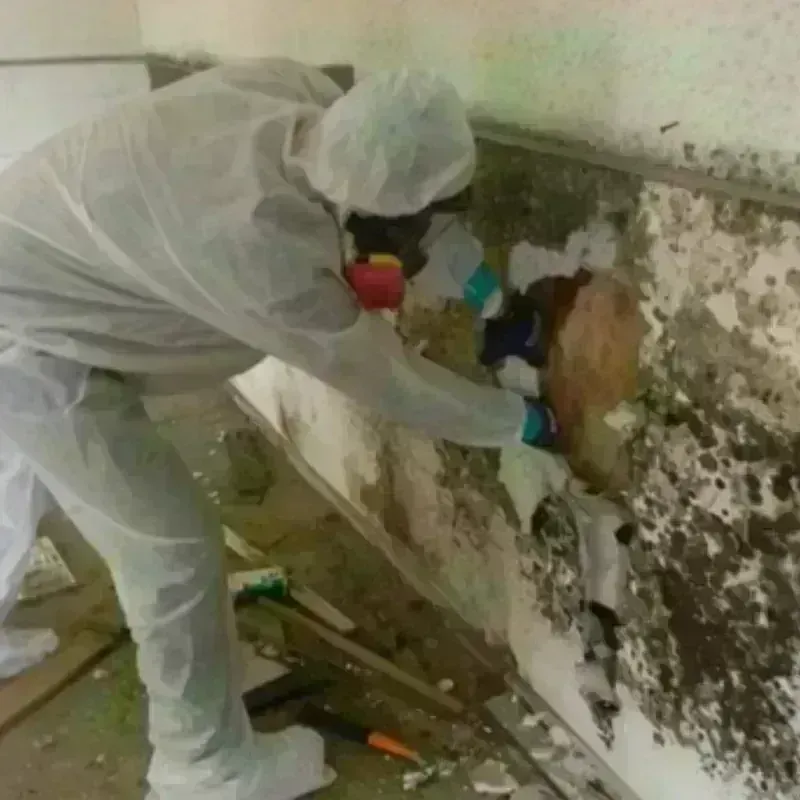 Mold Remediation and Removal in Rosiclare, IL